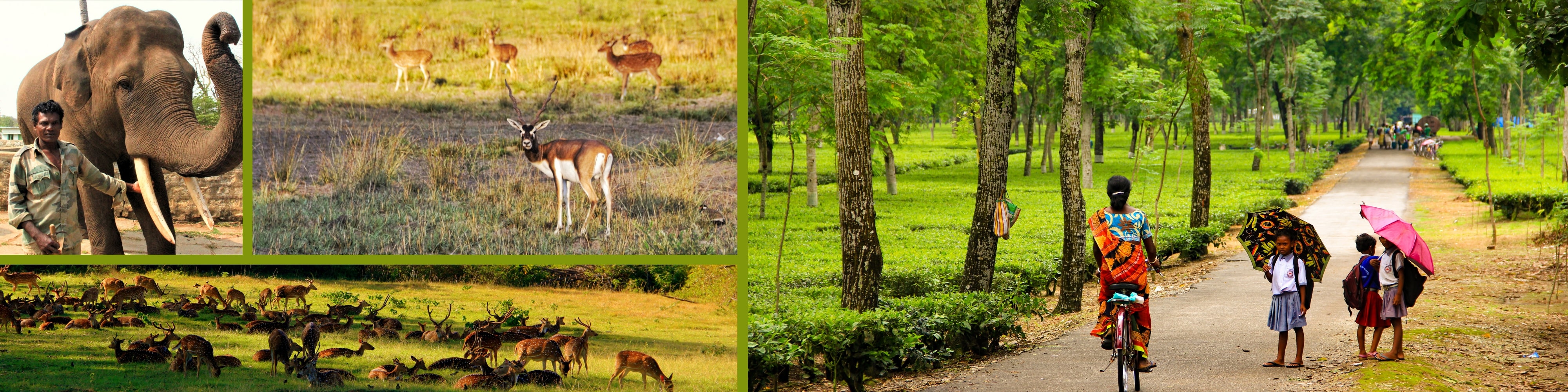 Indo German Biodiversity Programme Biodiversity Conservation Business 